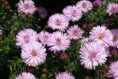 Aster dumosus ´Judith´